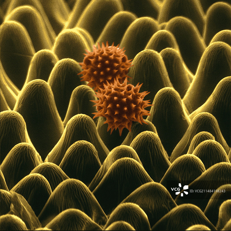 向日葵花瓣和花粉，ESEM图片素材