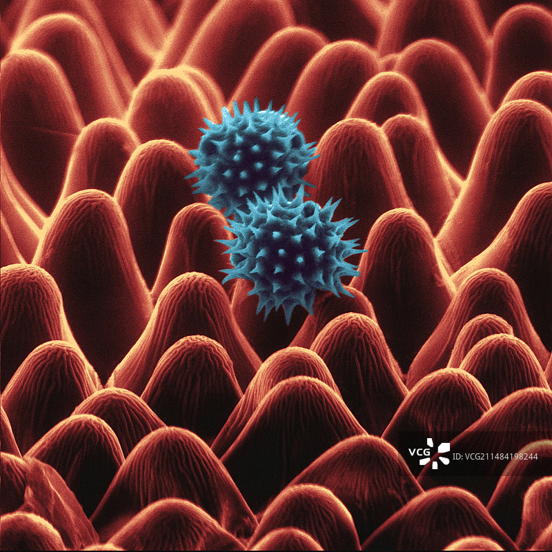 向日葵花瓣和花粉，ESEM图片素材