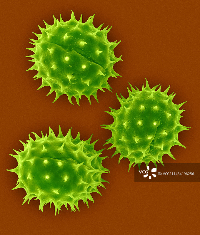 向日葵花粉，扫描电镜图图片素材