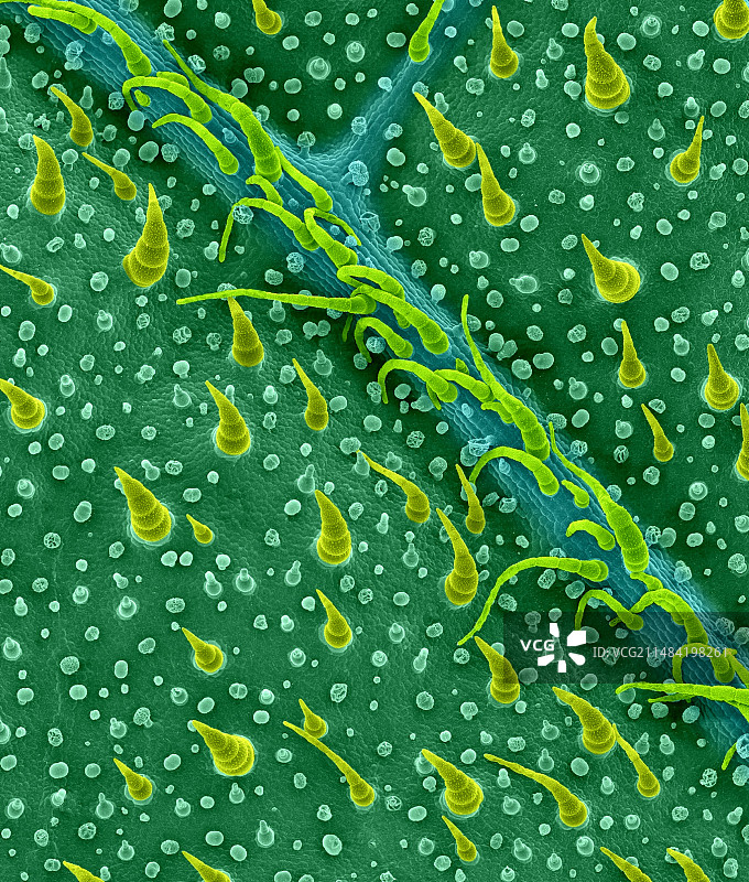 鼠尾草叶片表面毛状体扫描电镜图图片素材