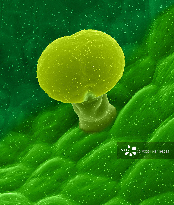 叶片腺毛（鼠尾草），扫描电子显微镜图图片素材