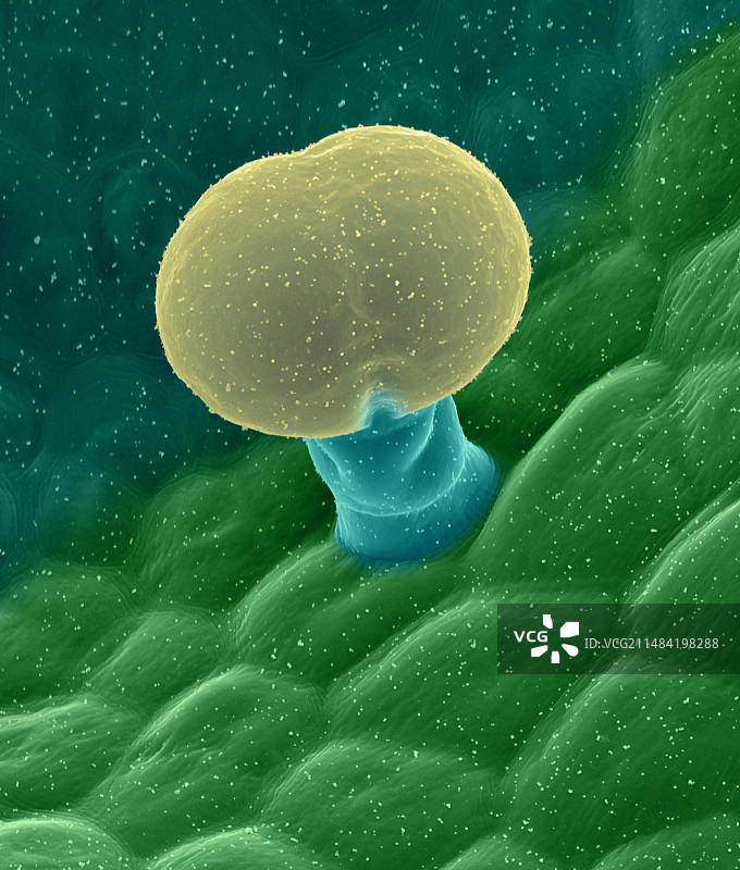 叶片腺毛（鼠尾草），扫描电子显微镜图图片素材