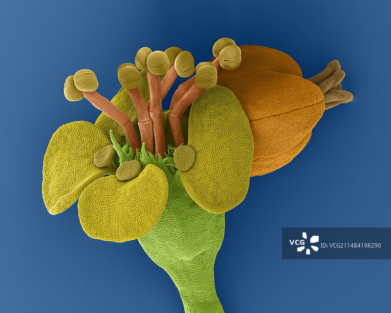 金黄色羽毛棕榈花（散尾葵）扫描电镜图图片素材