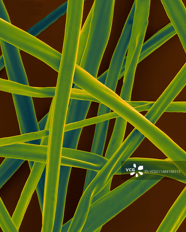 三角叶杨树种子纤维（扫描电镜）图片素材