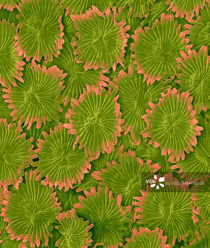 橄榄树叶表皮毛（油橄榄），扫描电镜图片素材