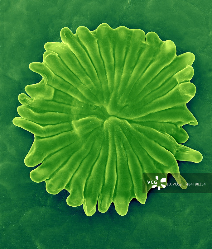 橄榄树叶毛状体（油橄榄），扫描电镜图片素材