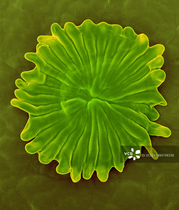 橄榄树叶毛状体（油橄榄），扫描电镜图片素材