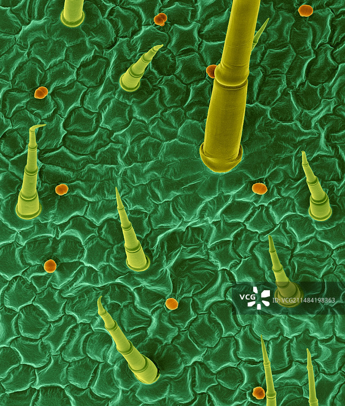 非洲紫罗兰叶片表面与毛状体，扫描电镜图片素材