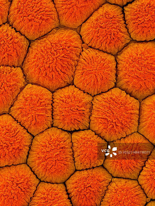 鸡蛋花花瓣上表面，SEM图片素材