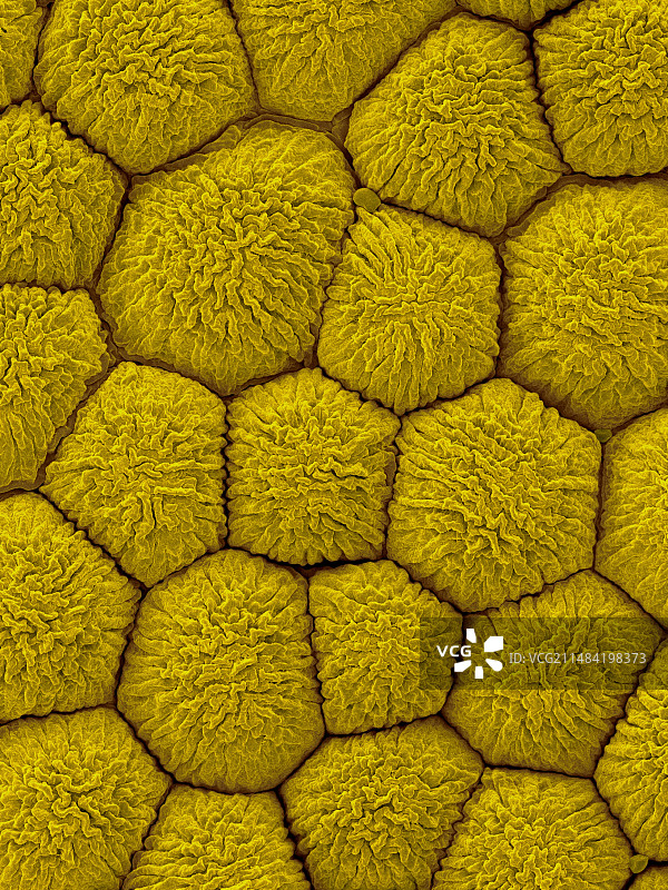 鸡蛋花花瓣上表面，SEM图片素材