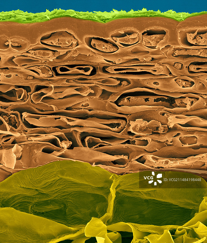 苹果果实切片，果皮至薄壁组织，扫描电镜图图片素材