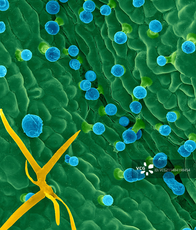迷迭香叶片上表面扫描电镜图图片素材