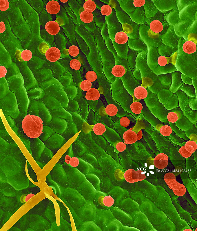 迷迭香叶片上表面扫描电镜图图片素材