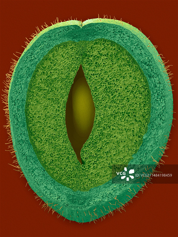 青豆薄壁细胞和种子扫描电镜图图片素材
