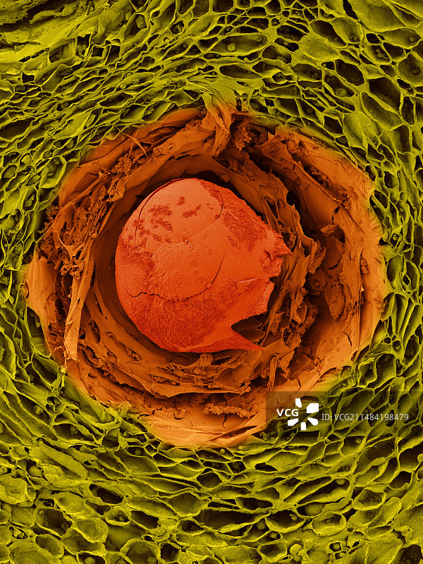 柠檬皮细胞扫描电镜图图片素材