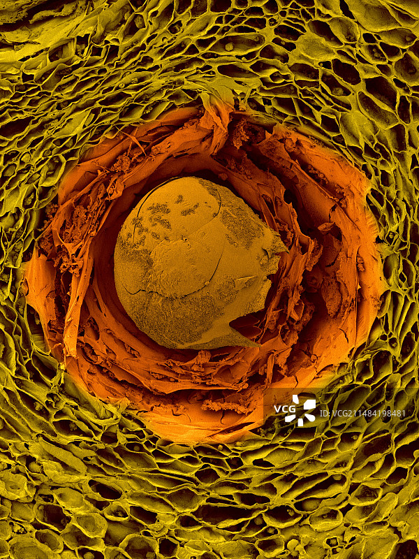 柠檬皮细胞扫描电镜图图片素材