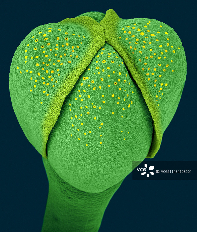 西兰花花蕾和顶端分生组织，扫描电子显微镜图片素材