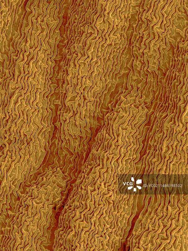 晚香玉花瓣上表面扫描电镜图图片素材