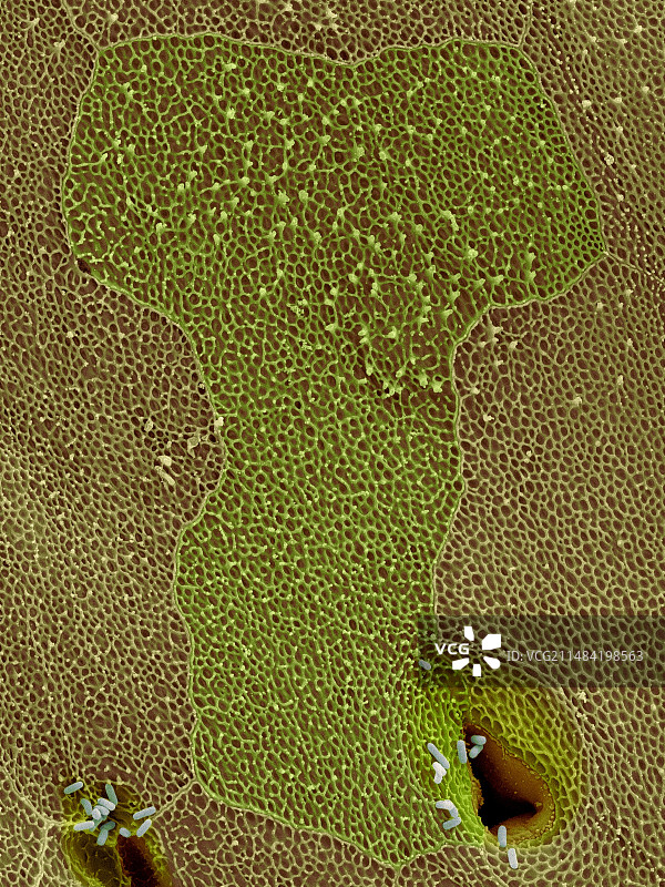 姬蛙的皮肤和气孔扫描电镜图图片素材