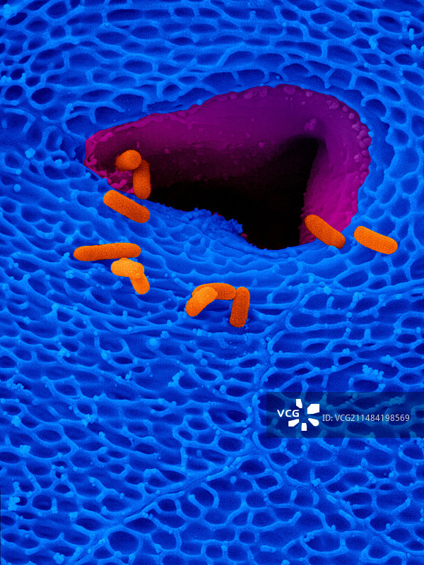 科奎蛙皮肤气孔，SEM图片素材