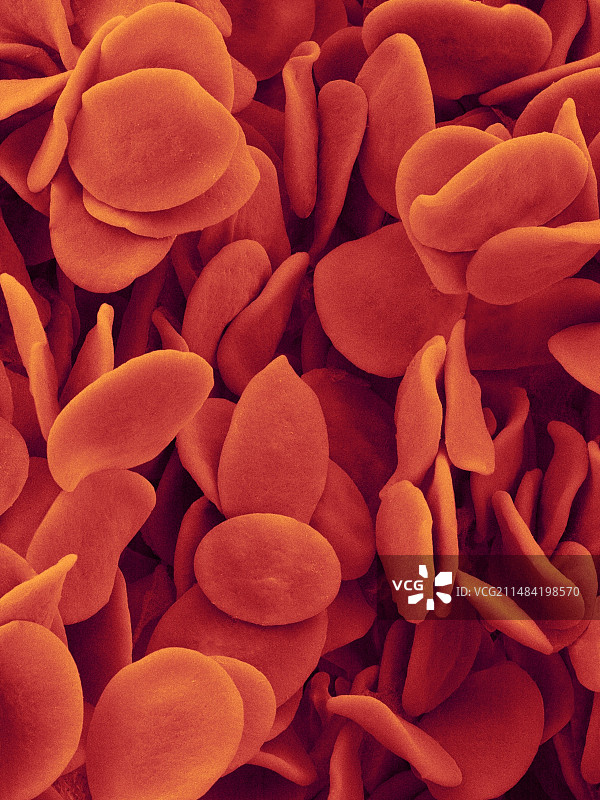 鸣蛙血液（姬蛙），扫描电镜图片素材