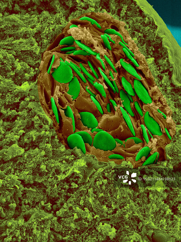 肝脏血管中的蛙血（扫描电镜图）图片素材