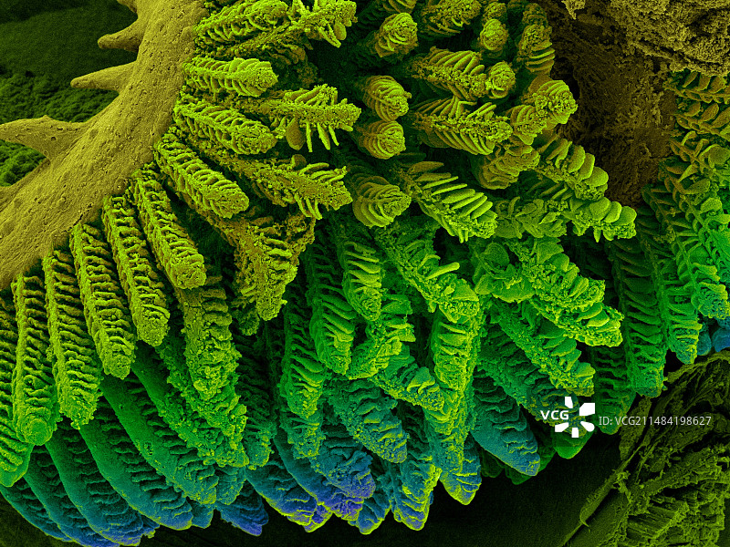 慈鲷鱼鳃，扫描电镜图片素材