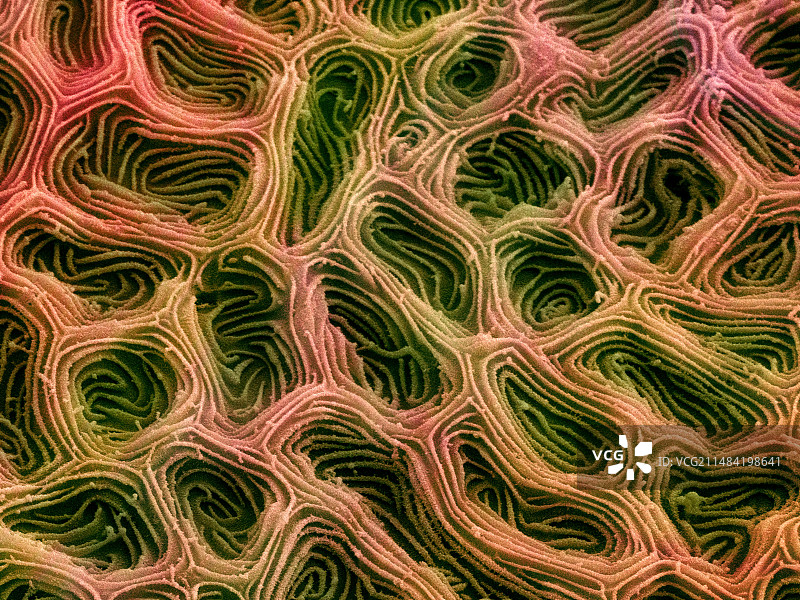 黑带鱼皮肤扫描电镜图图片素材