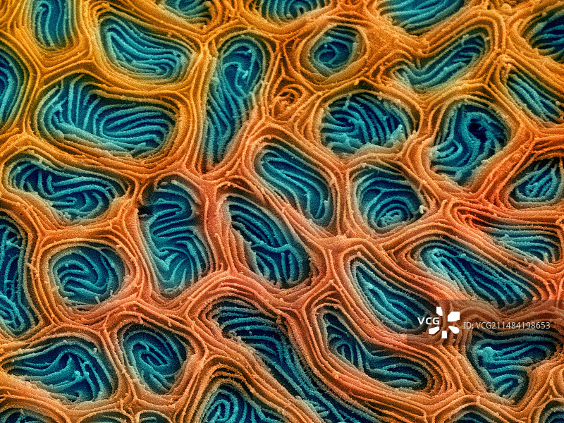 黑带鱼皮肤扫描电镜图图片素材