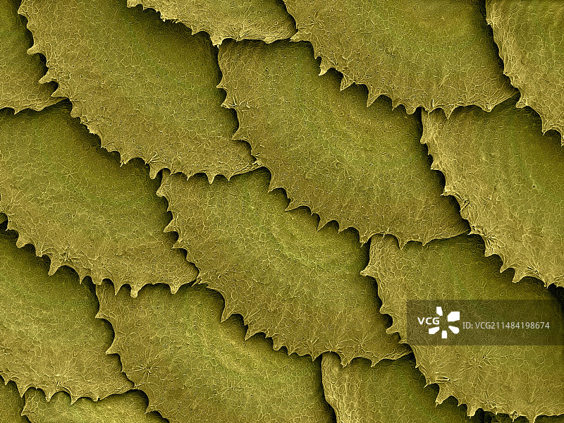 网纹鲷鱼鳞片扫描电镜图图片素材