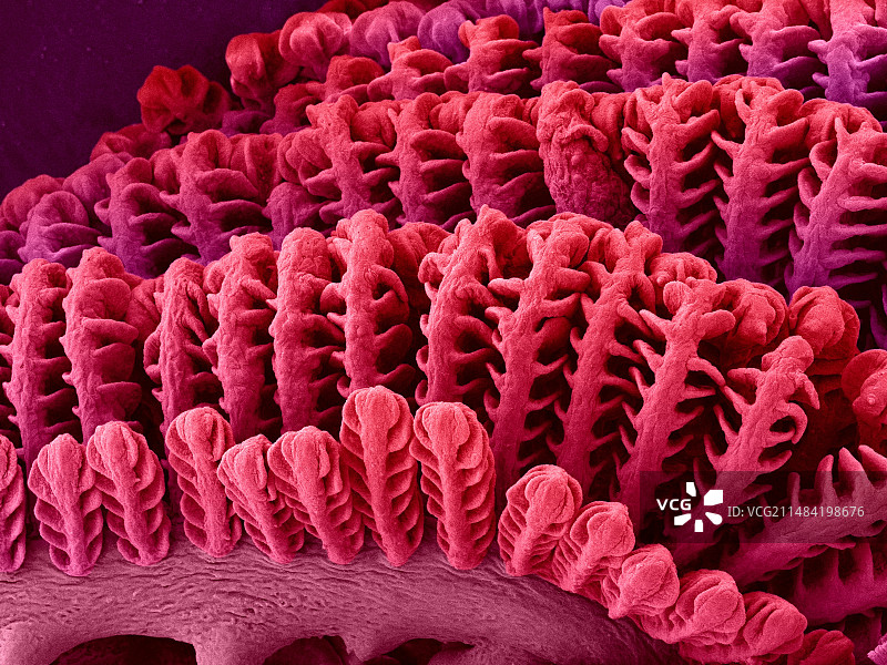 塘鳢鱼鳃（关岛栉虾虎鱼），扫描电镜图图片素材