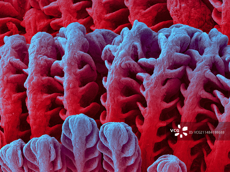 塘鳢鱼鳃（关岛栉虾虎鱼），扫描电镜图图片素材