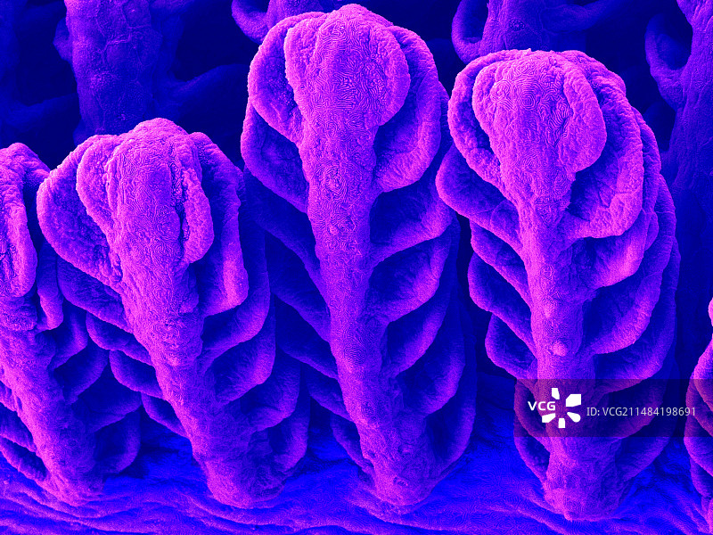 塘鳢鱼鳃（关岛栉虾虎鱼），扫描电镜图图片素材