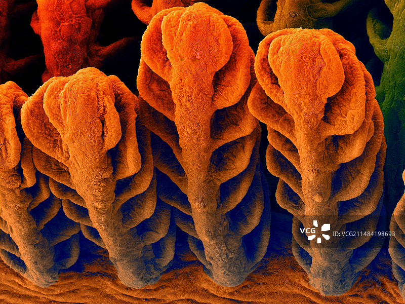 塘鳢鱼鳃（关岛栉虾虎鱼），扫描电镜图图片素材