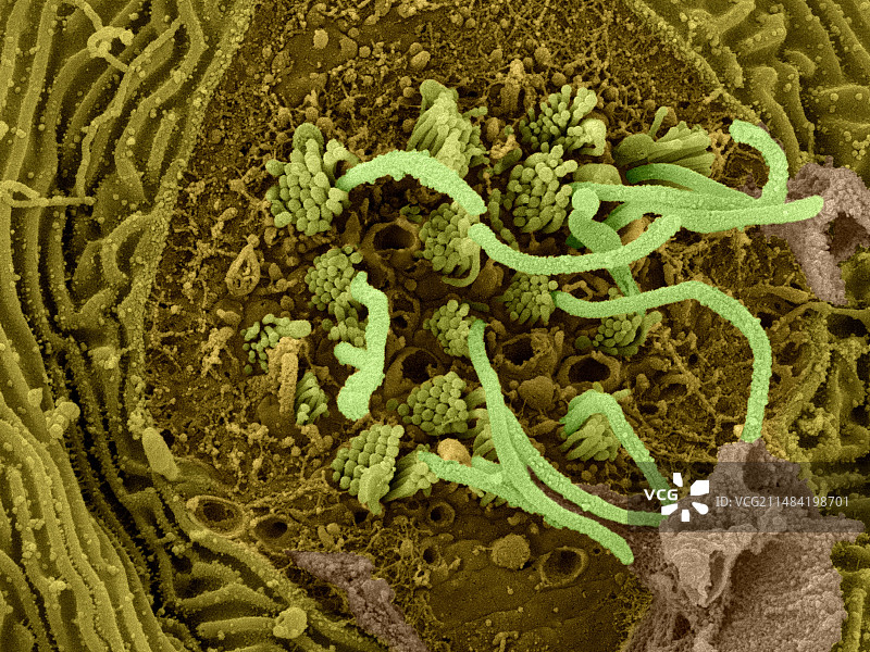 虾虎鱼神经丘（Awaous guamensis），扫描电子显微镜图片素材