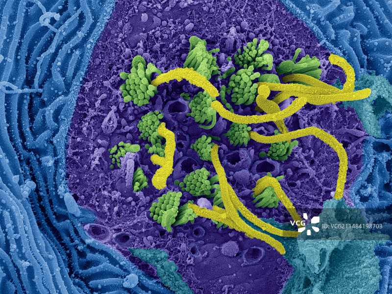 虾虎鱼神经丘（Awaous guamensis），扫描电子显微镜图片素材