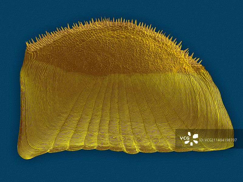 囚犯慈鲷鱼鳞，扫描电镜图片素材
