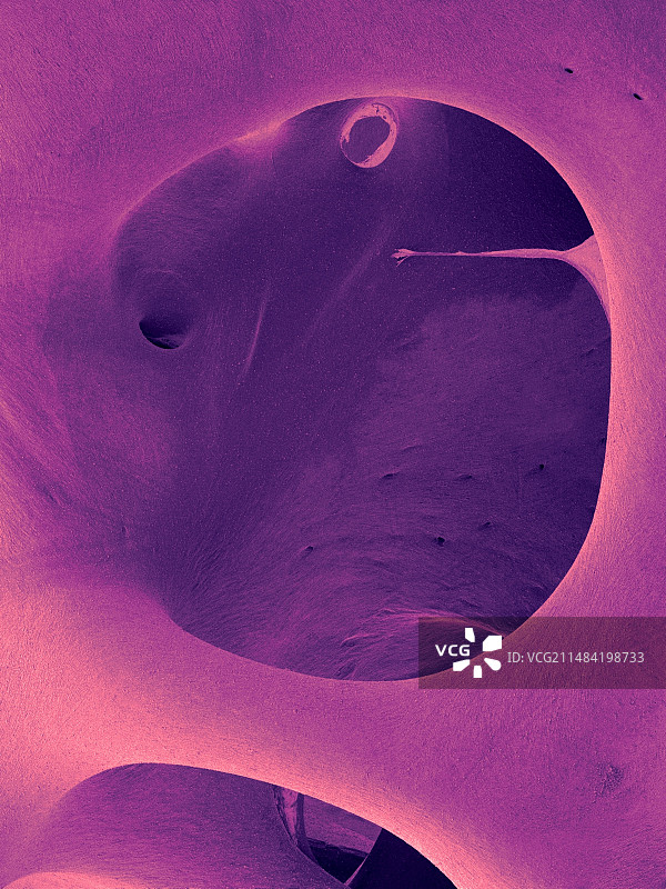 鹈鹕鸟骨骼(Pelecanus occidentalis),扫描电镜图图片素材