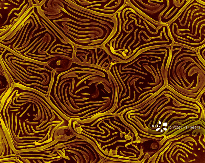 金鱼皮肤扫描电镜图图片素材