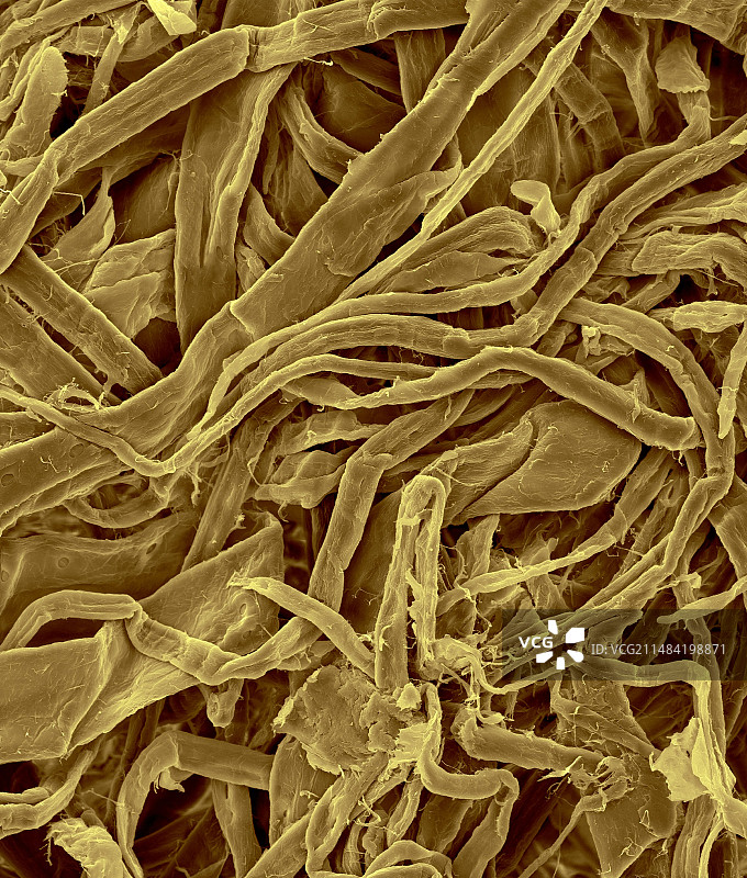 面巾纸纤维，扫描电镜图片素材
