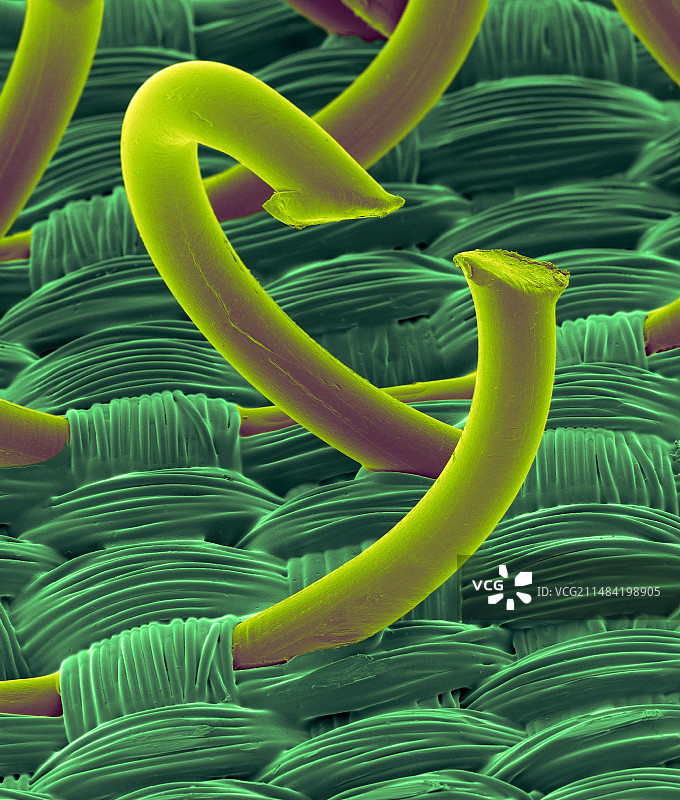 尼龙搭扣上的钩子，扫描电镜图片素材