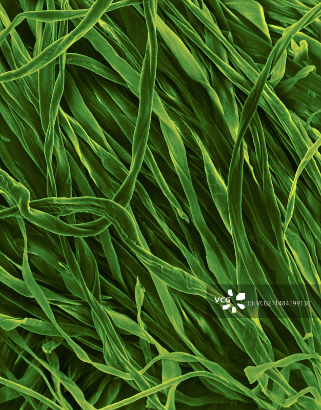 棉法兰绒织物扫描电镜图图片素材