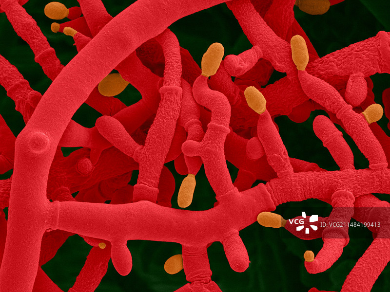 木霉菌内生真菌扫描电镜图图片素材