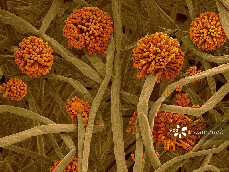 头状毛霉真菌病原体扫描电镜图图片素材