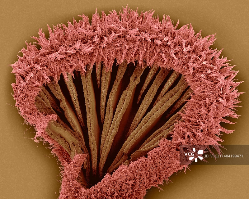 树舌灵芝担子果下表面扫描电镜图图片素材