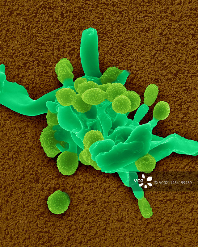 白粉病霉菌菌丝和孢子扫描电镜图图片素材