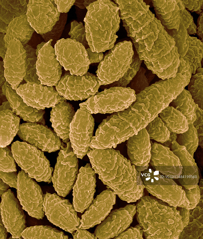 变绿丝衣菌分生孢子，扫描电镜图片素材