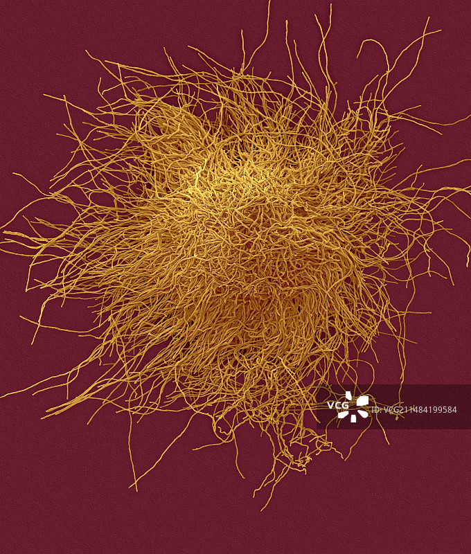 红色毛癣菌的真菌菌落，扫描电子显微镜图片素材