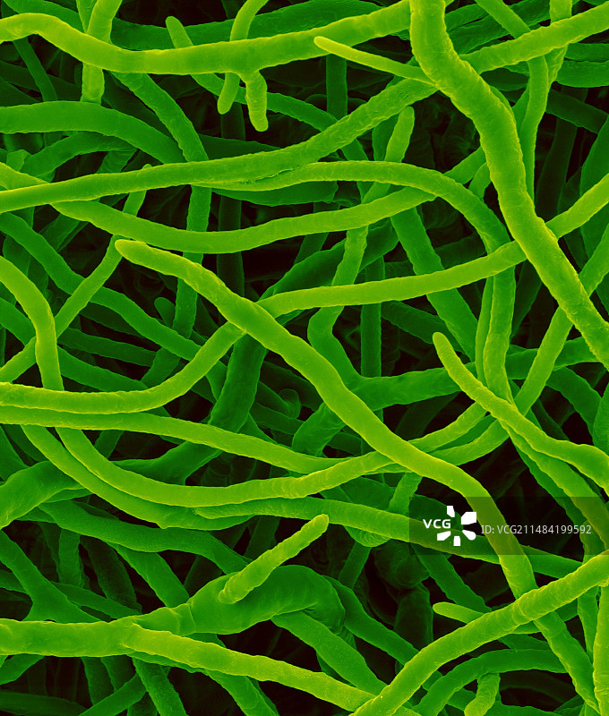 丝状真菌（豌豆壳针孢），扫描电镜图片素材