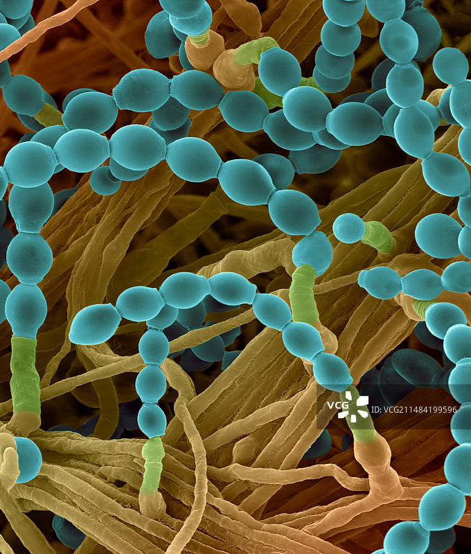 Microascus manginii菌丝孢子SEM图像图片素材